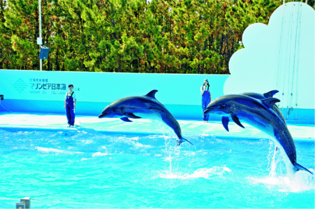 エリア⑦:西海岸