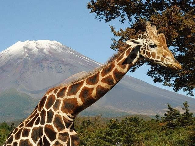 御殿場・十里木エリア