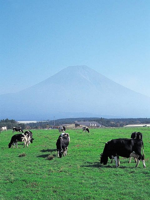 朝霧高原・富士宮エリア