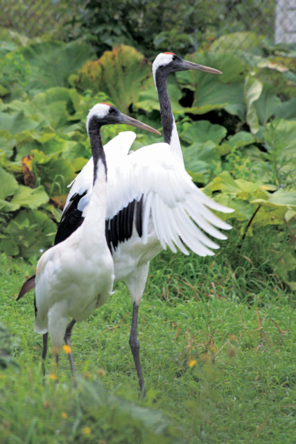 【釧路のタンチョウ観察スポット】釧路市動物園