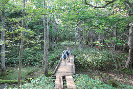 自然が満喫できる地上遊歩道を歩く