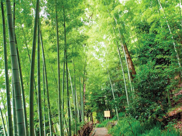 かぐや姫伝説にちなんだ公園「竹採公園」