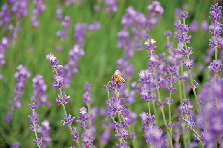 湖畔に沿うように散策してみよう
