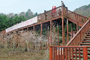展望台から芝桜を一望!