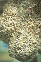 温泉パワーを感じる噴出跡「噴湯丘と球状石灰石」