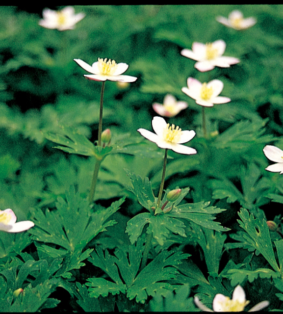 【上高地×明神~徳沢・横尾コース】③ハルニレの木が美しい草原「徳沢」