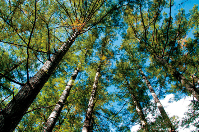 【上高地でキャンプ!】森のリゾート小梨