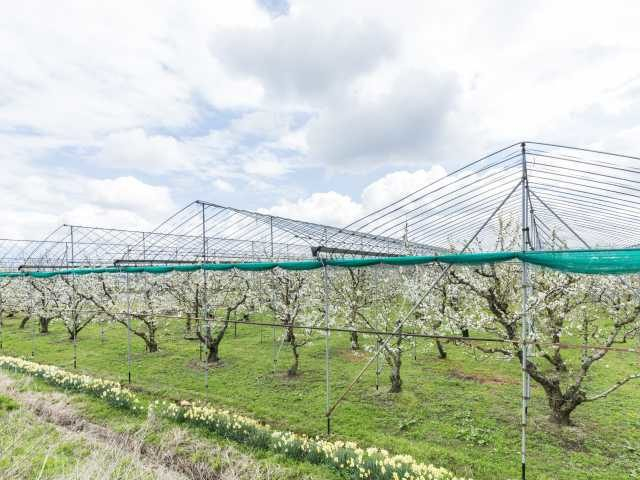 道の駅 寒河江 チェリーランド