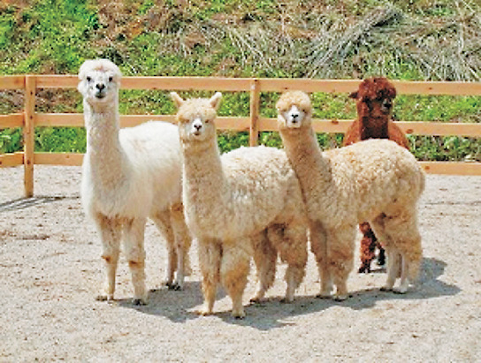 【長岡&小千谷×観光】ふわふわの愛らしい姿に癒される「山古志アルパカ牧場」