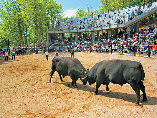 【長岡&小千谷×観光】千年もの歴史がある闘牛勇壮な戦い「牛の角突き」