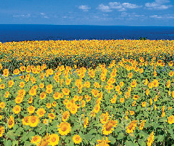 小川のひまわり畑