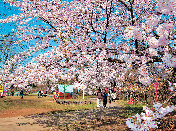 【新潟・柏崎×観光】たくさんの人でにぎわう桜の名所「赤坂山公園」