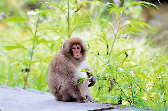 【上高地ハイキング】河童橋〜明神橋コース