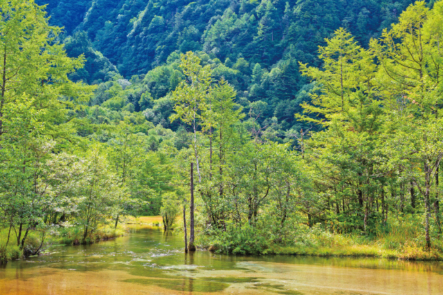 【上高地×大正池〜河童橋コース】②連なる穂高連峰を望む緑美しい湿原「田代湿原&田代池」