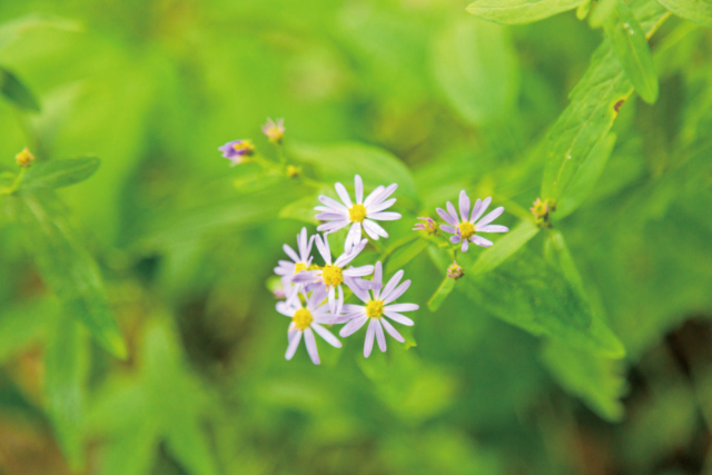 【上高地×大正池〜河童橋コース】田代湿原のあとは自然研究路へ