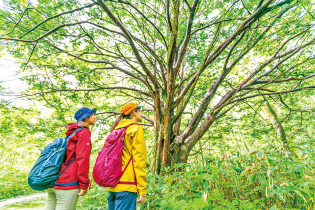 【上高地×河童橋〜明神橋コース】②六百山を望む美しい湿原「岳沢湿原」