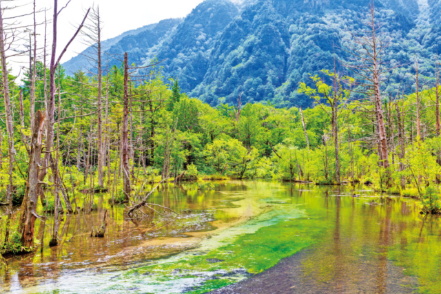 【北アルプス・上高地×絶景】岳沢湿原