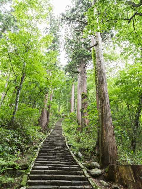 羽黒山登拝ルート「一の坂 杉並木」