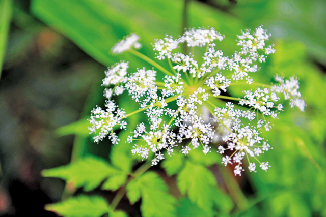【上高地×大正池〜河童橋コース】①大噴火で姿を現した幻想的な池「大正池」