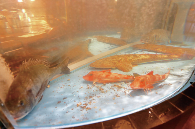 漁港直送の鮮魚とともに季節ごとの利き酒を満喫「海鮮ろばた 壱勢新潟店」<新潟タウン>