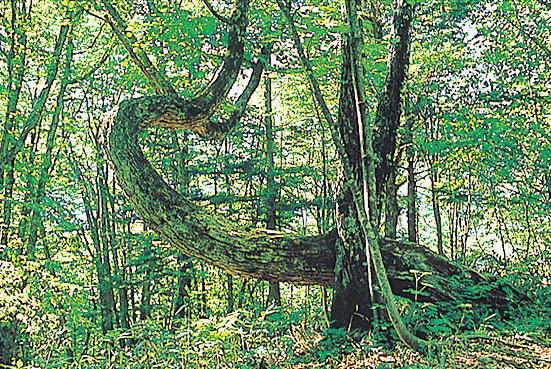 ちょっと立ち寄り♪鍋平高原でプチハイキング