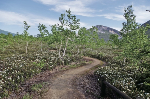 つつじヶ原自然探勝路