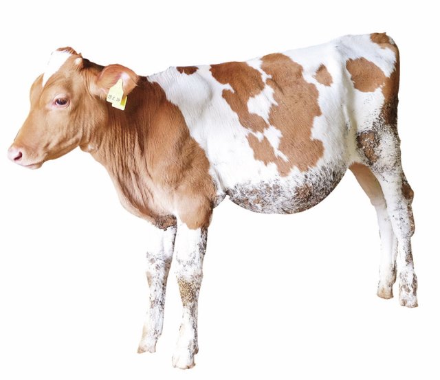 牧場グルメ&おみやげをCheck!