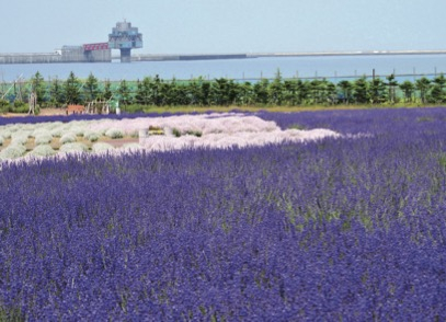 オホーツクラベンダー畑