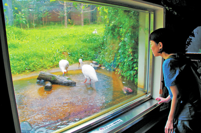 【佐渡島観光モデルコース:1日目①】最短2cmの至近距離でトキが見られる「トキの森公園」