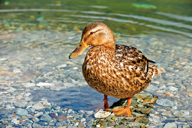 【上高地×大正池〜河童橋コース】①大噴火で姿を現した幻想的な池「大正池」