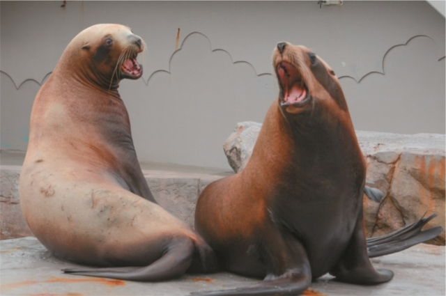 【見どころ】新潟市水族館 マリンピア日本海