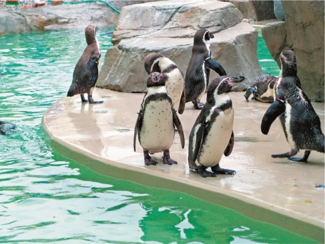 【見どころ】新潟市水族館 マリンピア日本海