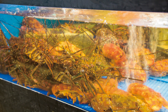 とれとれ市場はこんなところ