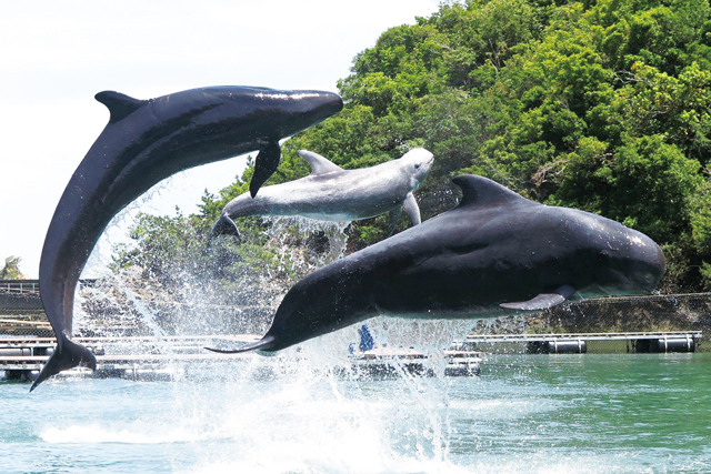 クジラショーエリア
