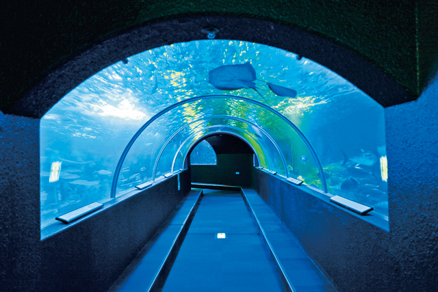 水中トンネル式大水槽