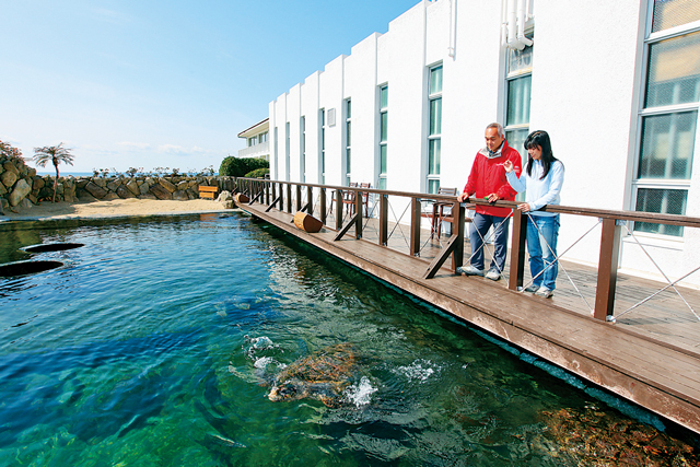 ウミガメプール