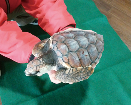 ウミガメプール