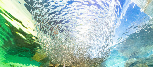 【海響館の見どころ4】海中トンネル(3階)