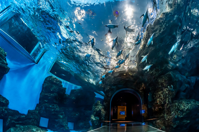 【海響館の見どころ1】ペンギン村亜南極ゾーン(地下1階・1階)