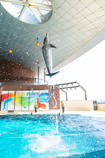 【海響館の見どころ3】アクアシアター(2階)