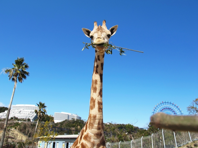 【和歌山観光 南紀白浜温泉とことんモデルコース】9:30 :アドベンチャーワールド