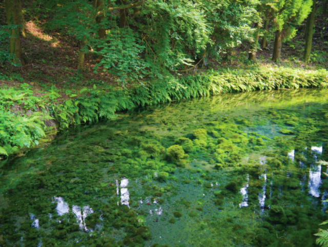 【阿蘇ドライブ 6】白川水源