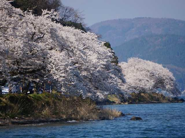 琵琶湖 遊覧船&湖上クルーズ情報④ 海津大崎 桜花見船