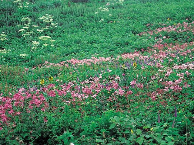 【滋賀×ハイキング】伊吹山