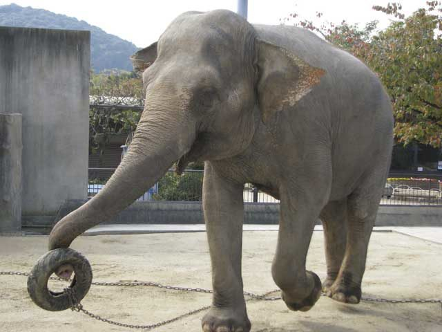 京都市動物園
