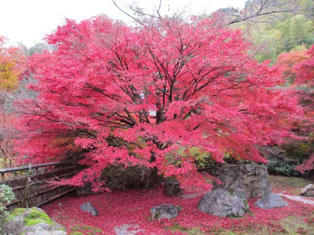 嵐山・嵯峨野周辺の紅葉おすすめスポット 直指庵