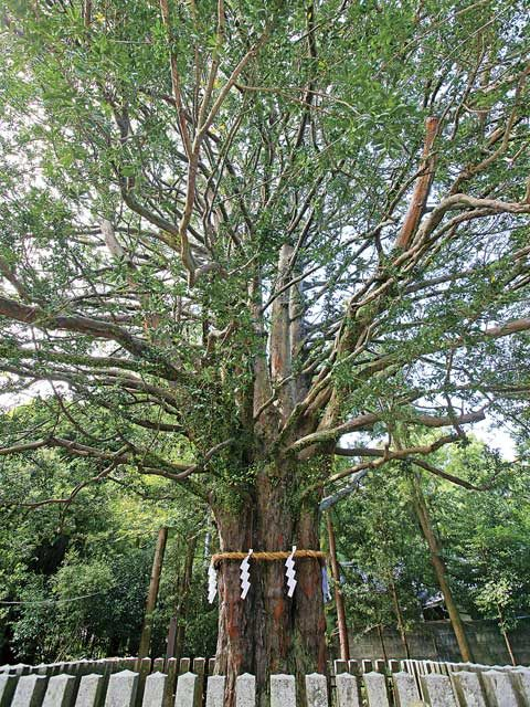 1分でわかる!熊野速玉大社豆知識