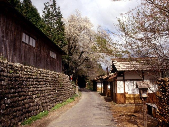 【熊野古道・中辺路×箸折峠〜継桜王子コース】春には美しい花が咲く「秀衡桜」