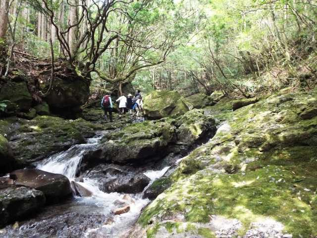 【田辺&みなべ×観光】原生林に囲まれ大小の滝が連なる「百間山渓谷」