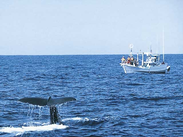 南紀マリンレジャーサービス